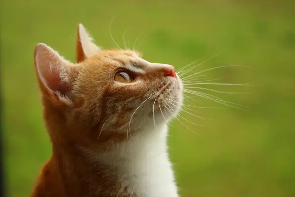 Ração para felinos com problema de pele e pelo